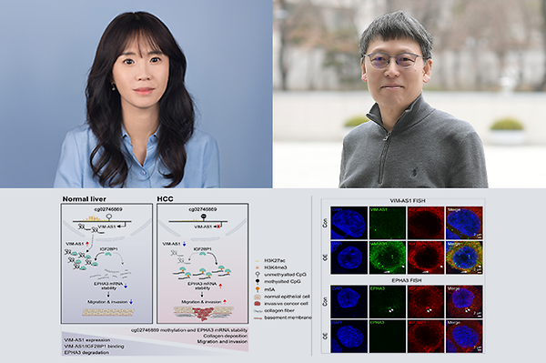 생명시스템학부 유경현·박종훈 교수 연구팀, 간암의 조기 재발 원인 찾았다